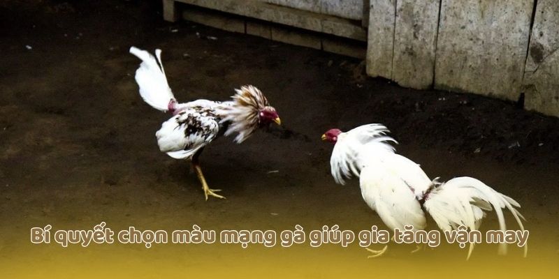 Bí quyết chọn màu mạng gà giúp gia tăng vận may