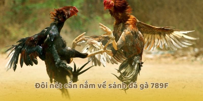 Đôi nét cần nắm về sảnh đá gà 789F