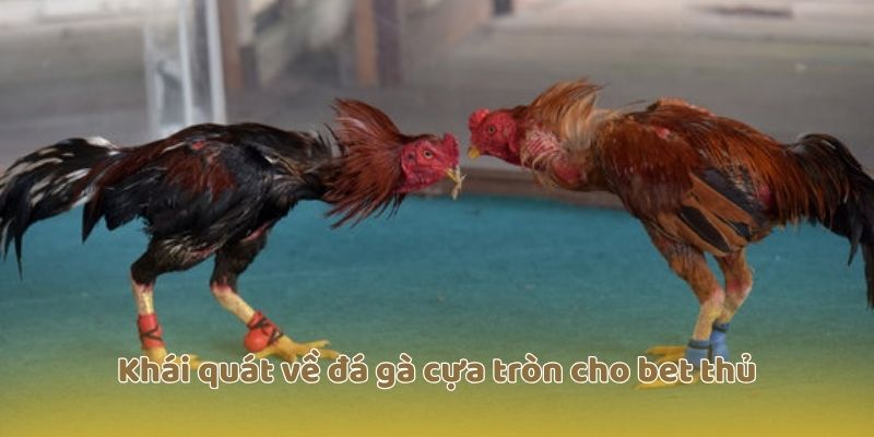 Khái quát về đá gà cựa tròn cho bet thủ
