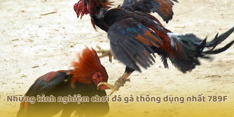Những kinh nghiệm chơi đá gà thông dụng nhất 789F