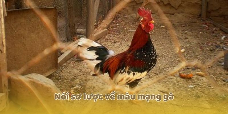Nói sơ lược về màu mạng gà