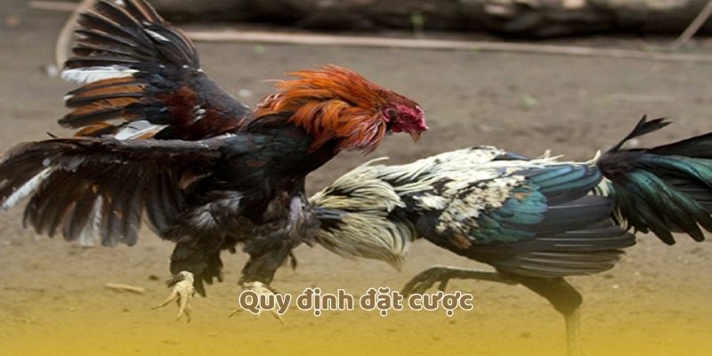 Quy định đặt cược