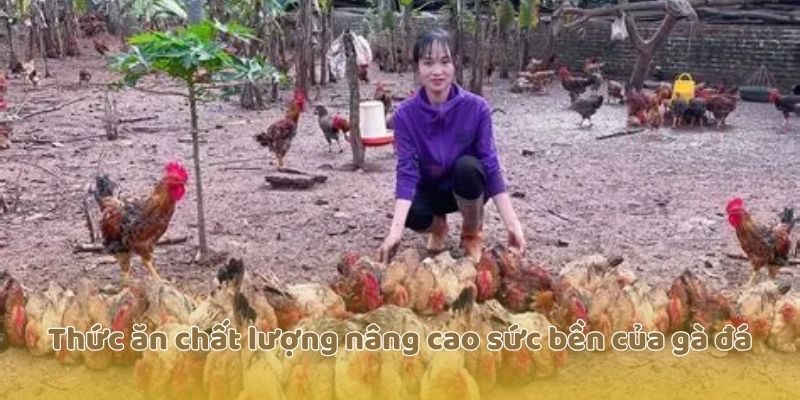 Thức ăn chất lượng nâng cao sức bền của gà đá