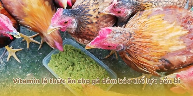 Vitamin là thức ăn cho gà đảm bảo thể lực bền bỉ