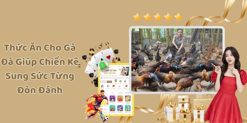 Thức Ăn Cho Gà Đá Giúp Chiến Kê Sung Sức Từng Đòn Đánh